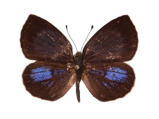 Cephetola collinsi male UPS